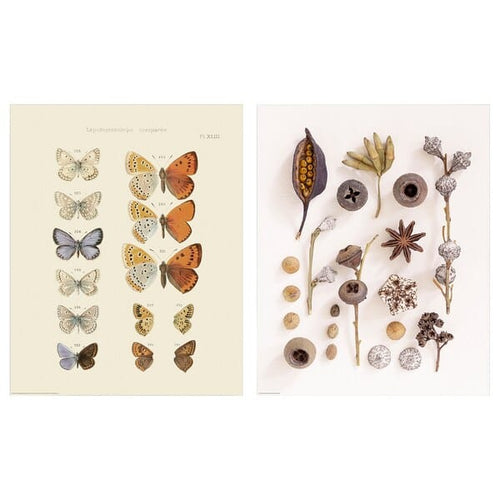 BILD poster, butterfly and seed collection, 40x50 cm, 2 pack