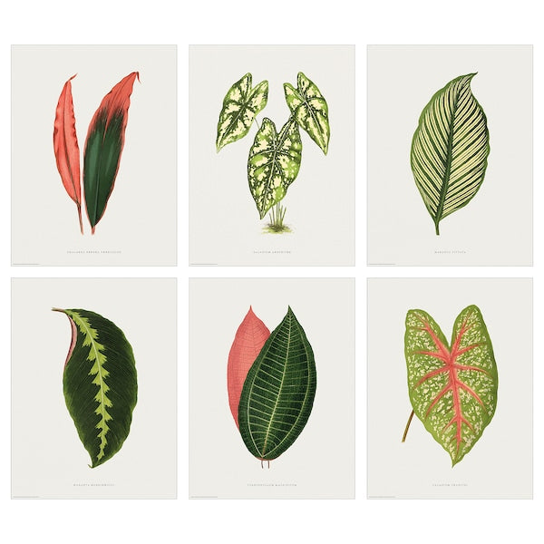 BILD - Poster, leaf collection,30x40 cm