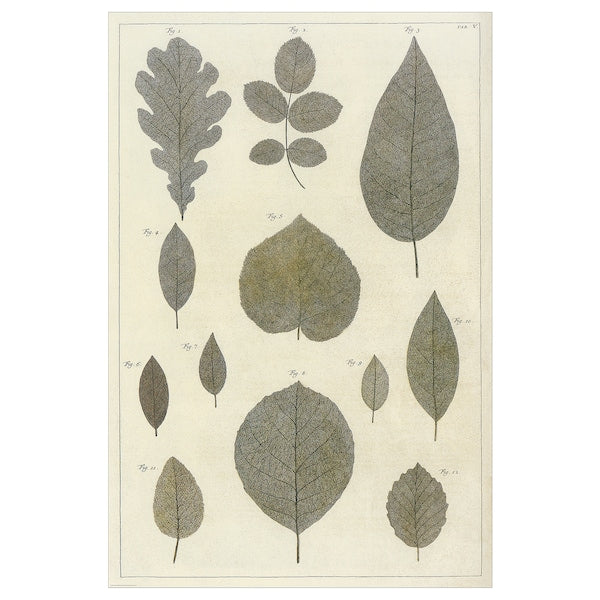 BILD - Poster, leaf collection,61x91 cm