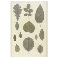 BILD - Poster, botanic leaves collection, 61x91 cm