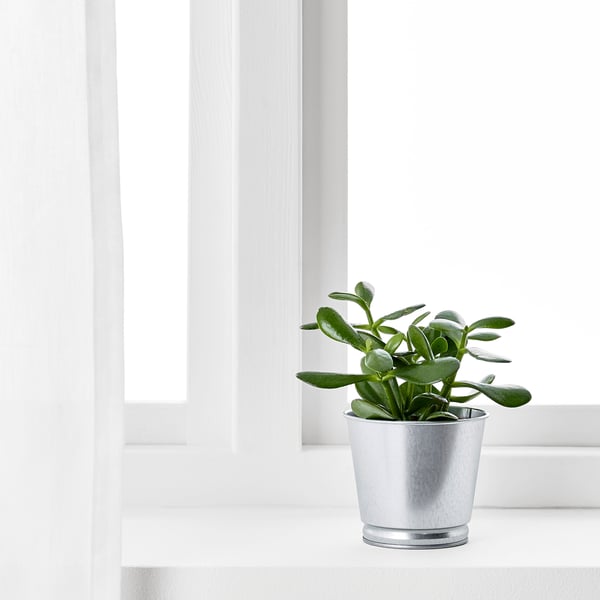 BINTJE plant pot, galvanised, 9 cm