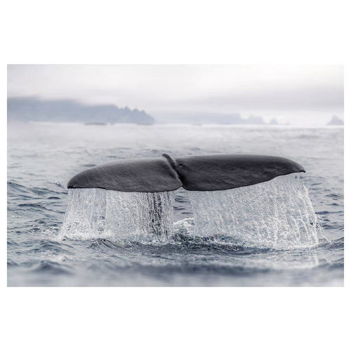 BJÖRKSTA picture, whale tail, 118x78 cm