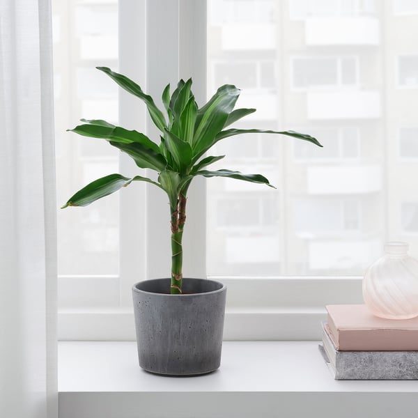 BOYSENBÄR plant pot, in/outdoor light grey, 9 cm