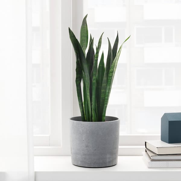 Ikea BOYSENBÄR - Plant pot, in/outdoor light grey, 15 cm