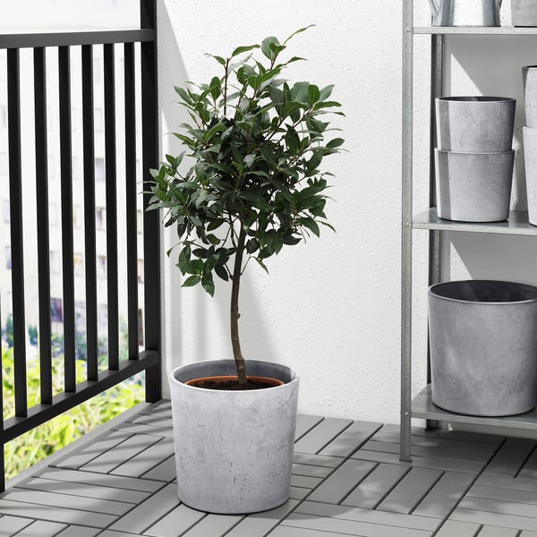 BOYSENBÄR plant pot, in/outdoor light grey, 24 cm