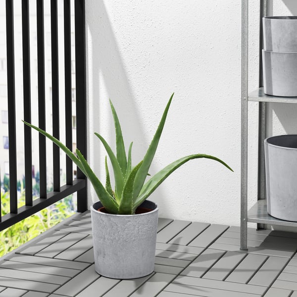 BOYSENBÄR plant pot, in/outdoor light grey, 19 cm