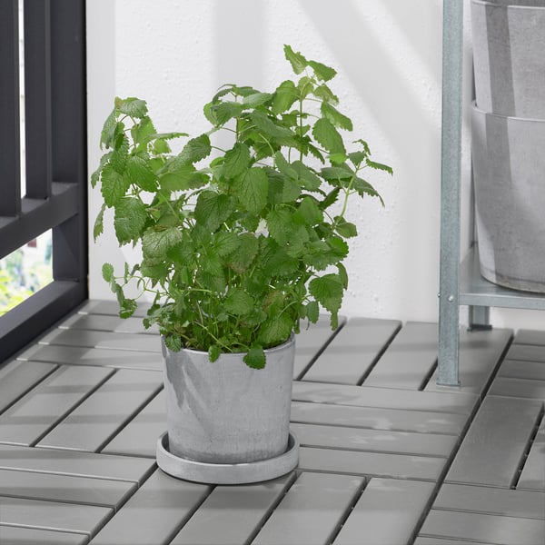 BOYSENBÄR saucer, in/outdoor light grey, 15 cm