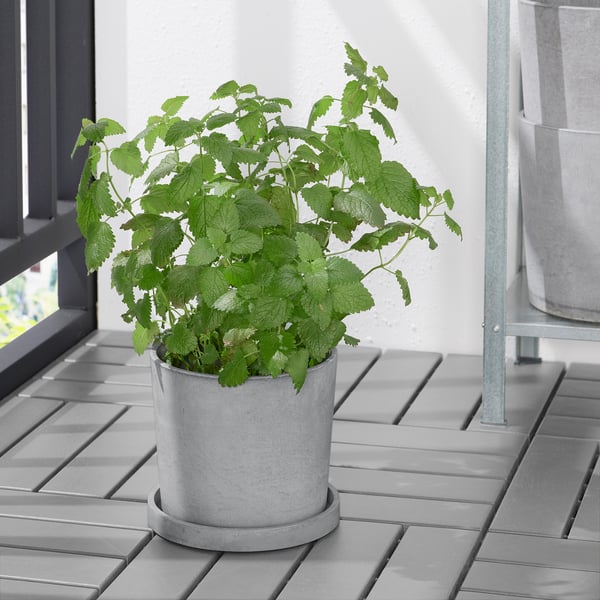 BOYSENBÄR saucer, in/outdoor light grey, 19 cm