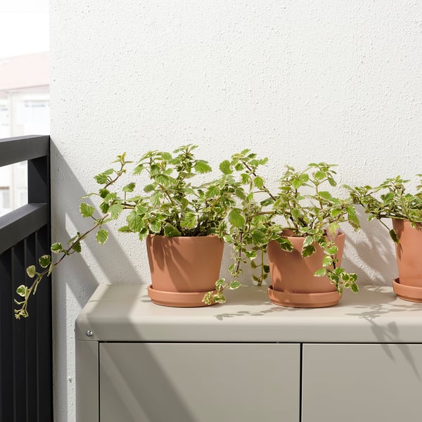 BRUNBÄR - BRUNBÄR Plant pot with saucer, outdoor terracotta, 12 cm