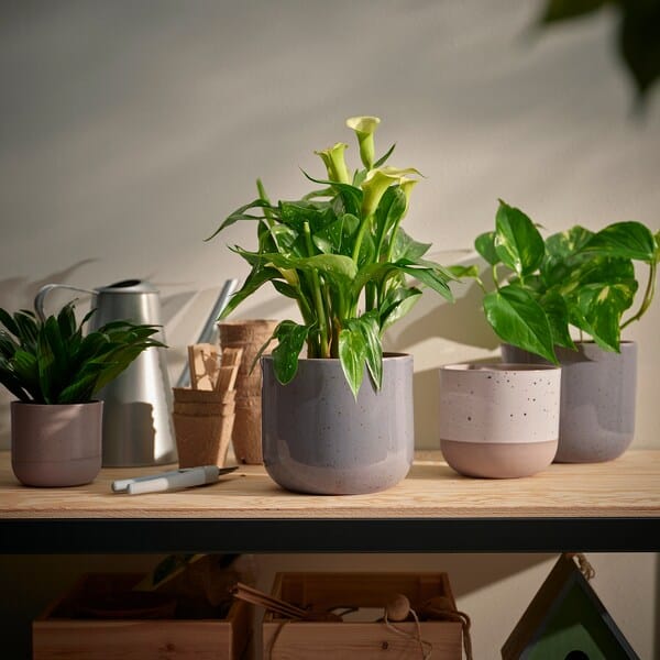 Ikea BUSKKAPRIFOL - Plant pot, in/outdoor/beige, 12 cm