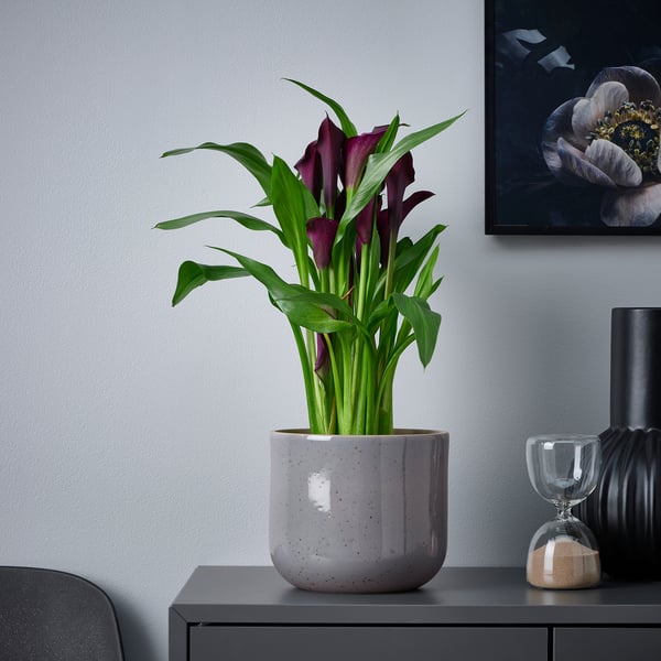 BUSKKAPRIFOL - BUSKKAPRIFOL Plant pot, in/outdoor/grey-blue, 15 cm