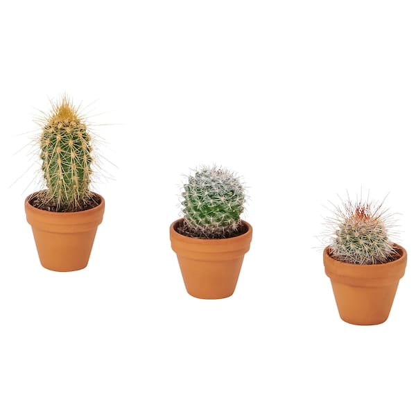 Ikea CACTACEAE - Potted plant, mini/Cactus, 3.5 cm