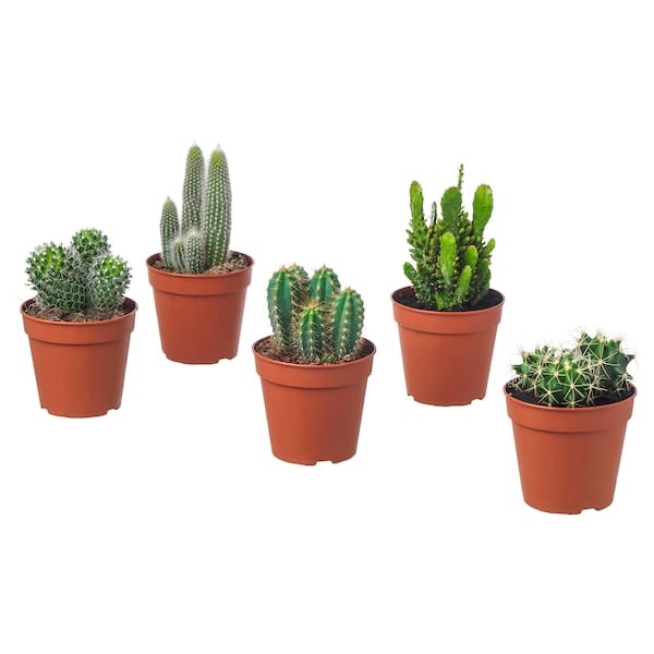 Ikea CACTACEAE - Potted plant, assorted Cactus, 12 cm