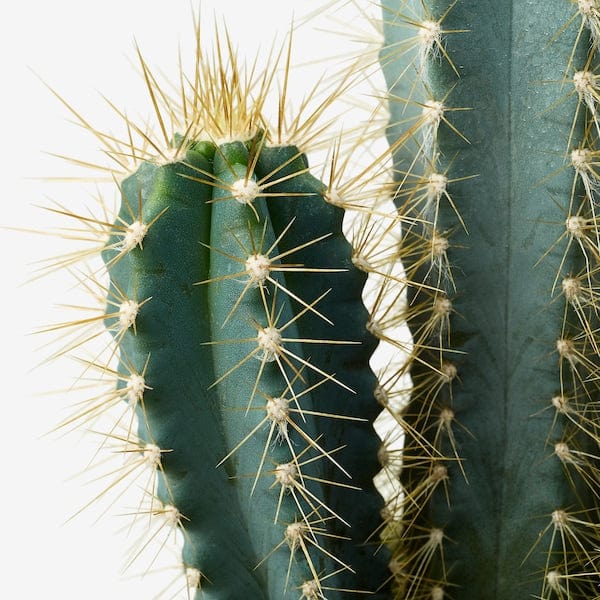 Ikea CACTACEAE - Potted plant, assorted Cactus, 12 cm