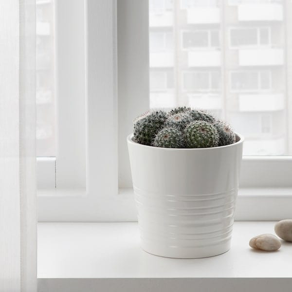 Ikea CACTACEAE - Potted plant, assorted Cactus, 12 cm