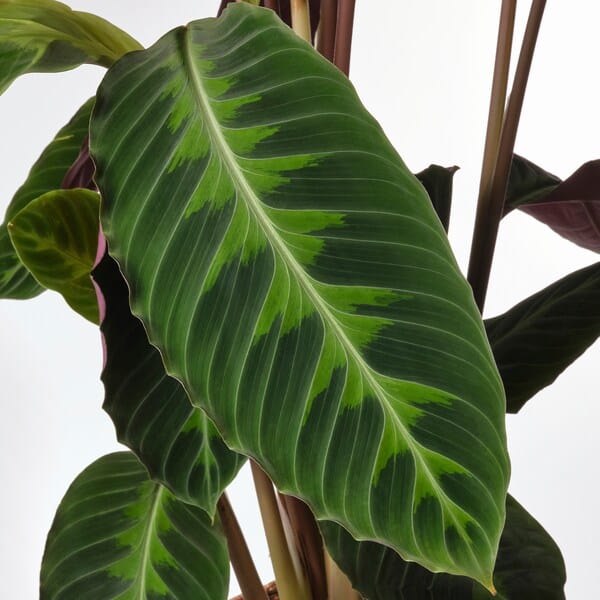 Ikea CALATHEA - Potted plant, Calathea/assorted, 19 cm