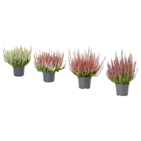 CALLUNA Potted plant, heather/various colors, 13 cm