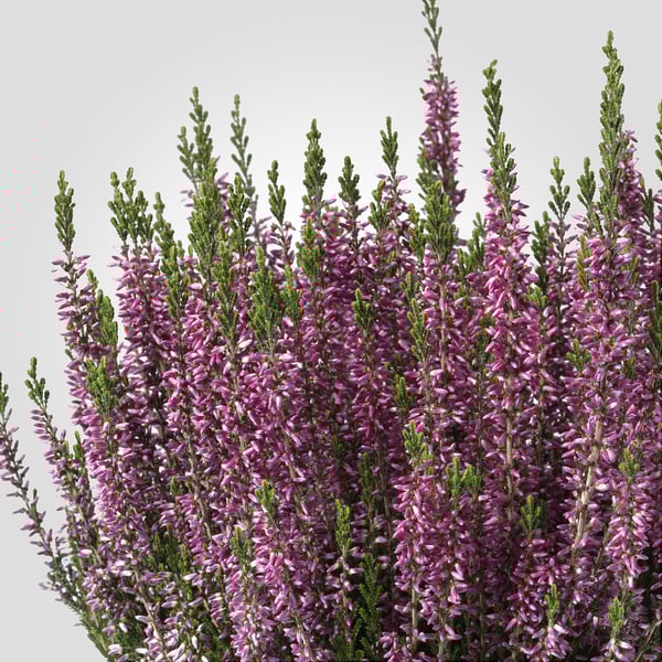 CALLUNA Potted plant, heather/various colors, 13 cm