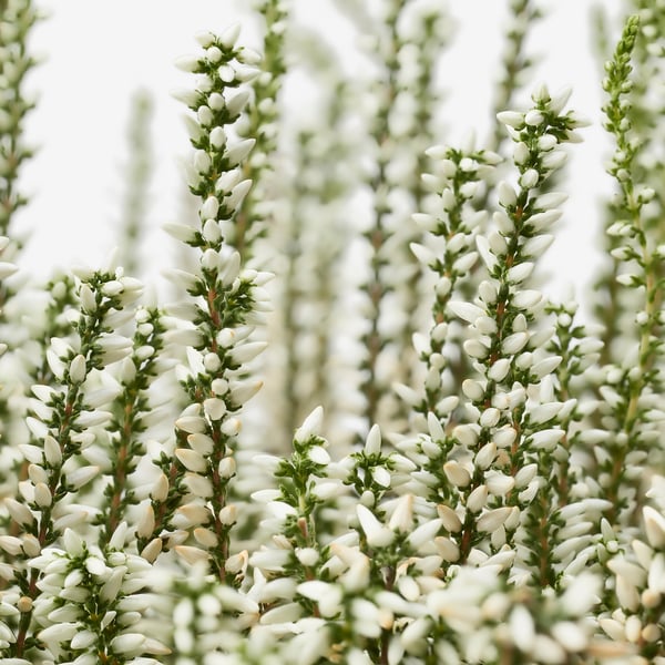 CALLUNA Potted plant, heather/various colors, 13 cm
