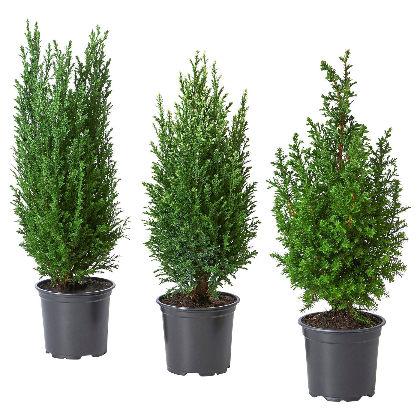 CHAMAECYPARIS potted plant, False cypress assorted, 10.5 cm