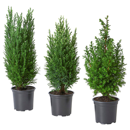 CHAMAECYPARIS potted plant, False cypress assorted, 10.5 cm