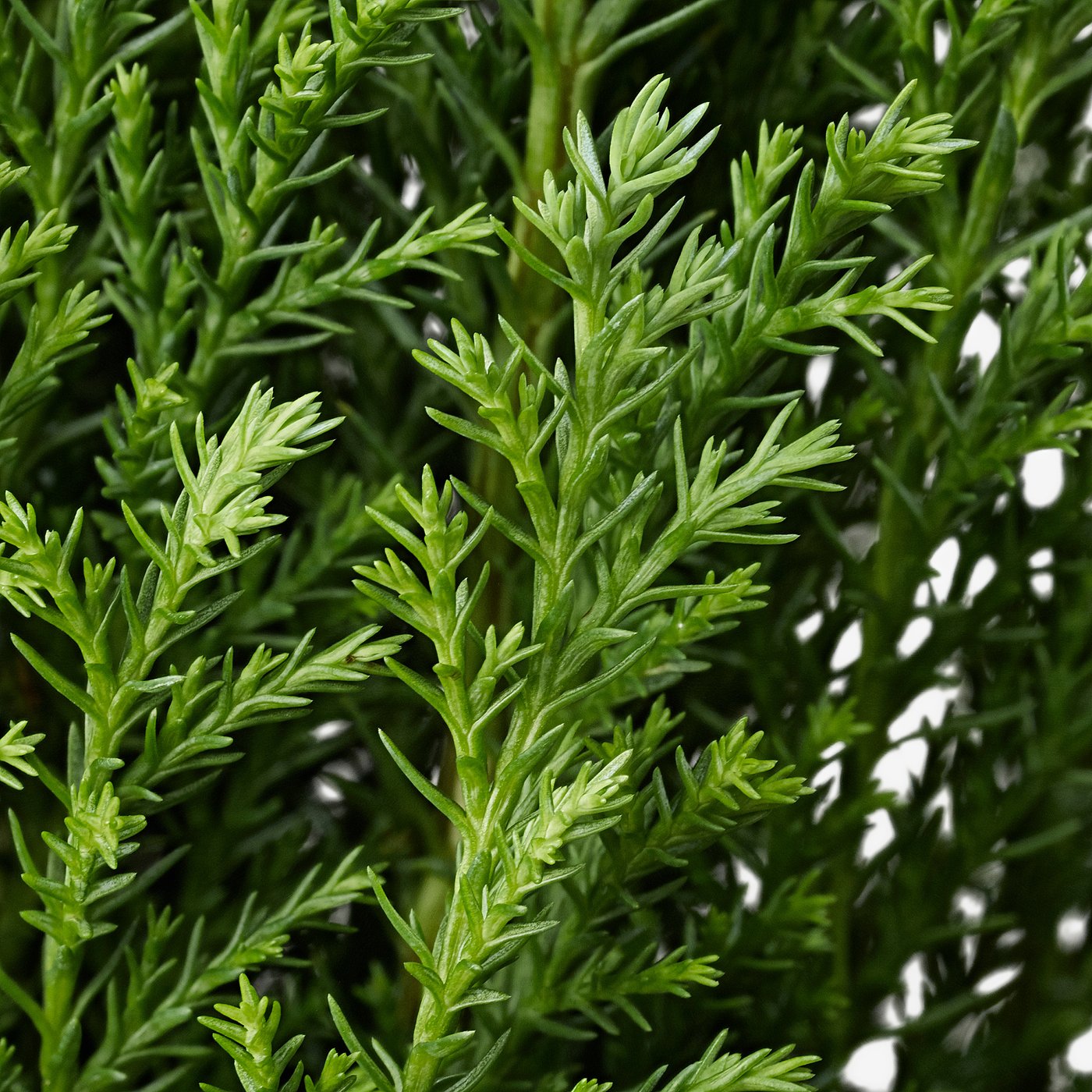 CHAMAECYPARIS potted plant, False cypress assorted, 10.5 cm