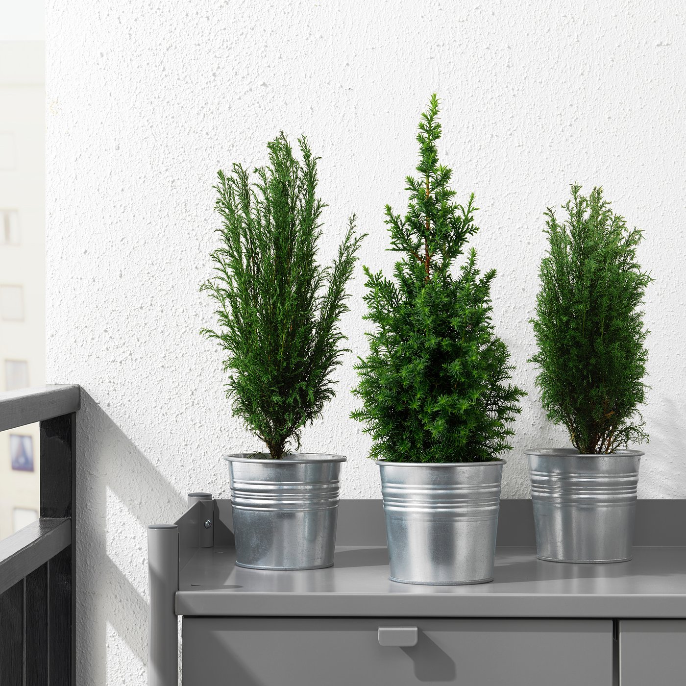 CHAMAECYPARIS potted plant, False cypress assorted, 10.5 cm