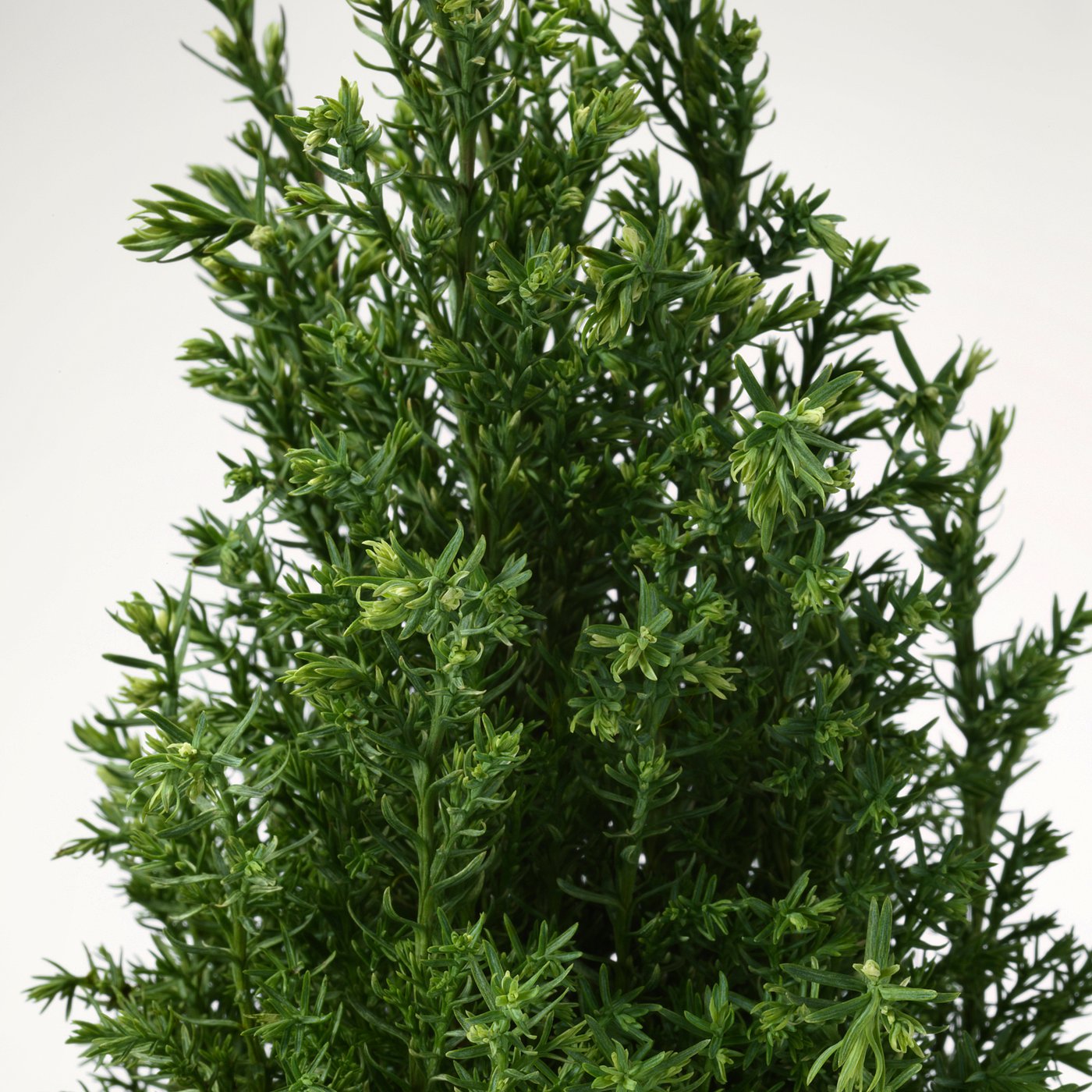 CHAMAECYPARIS potted plant, False cypress assorted, 10.5 cm