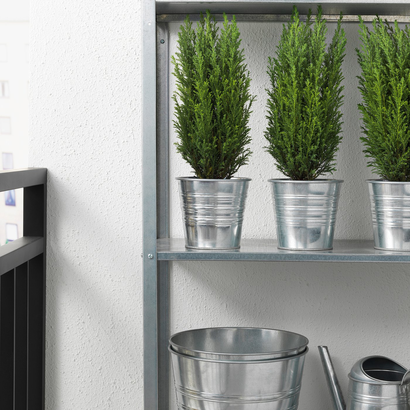 CHAMAECYPARIS potted plant, False cypress assorted, 10.5 cm