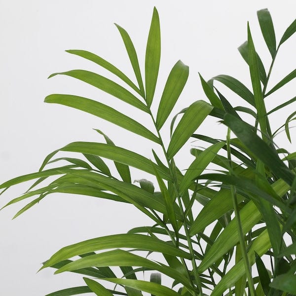 Ikea CHAMAEDOREA ELEGANS - Potted plant, Parlour palm, 9 cm