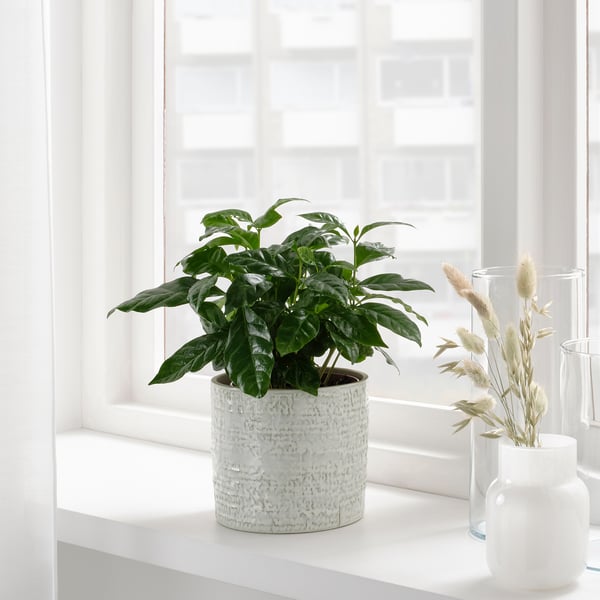 CHIAFRÖN plant pot, in/outdoor white, 12 cm