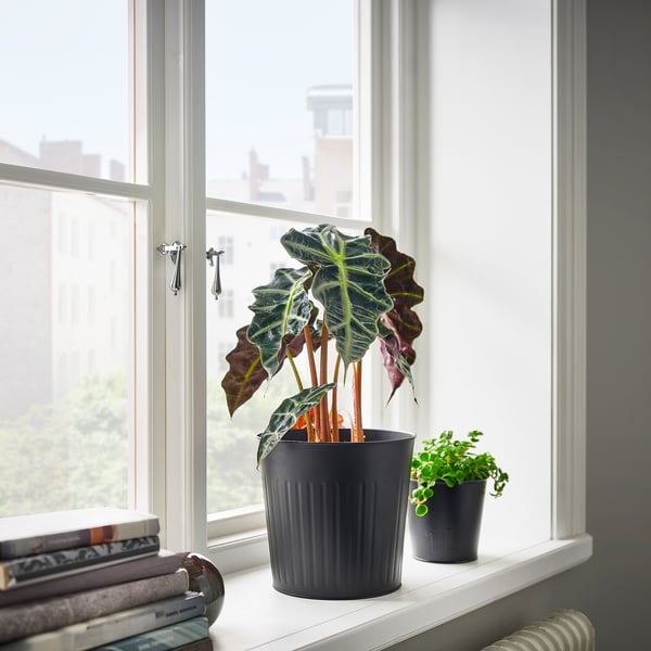 CITRONMELISS plant pot, in/outdoor/anthracite, 19 cm