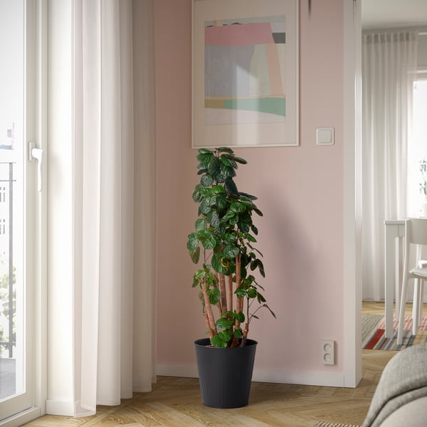 CITRONMELISS plant pot, in/outdoor/anthracite, 24 cm