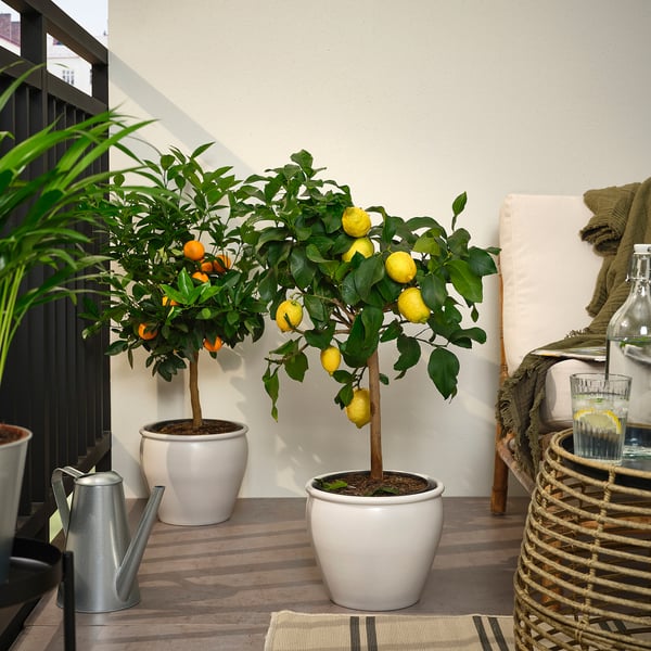 CITRUS potted plant, assorted