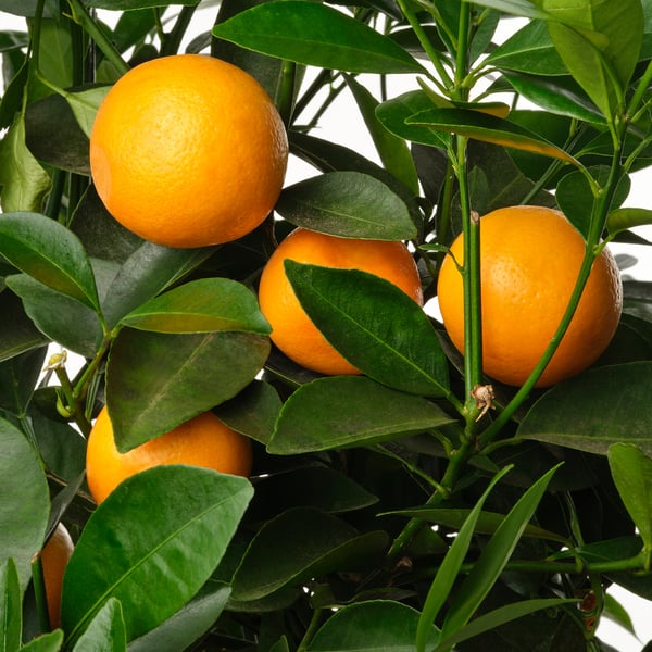 CITRUS potted plant, assorted