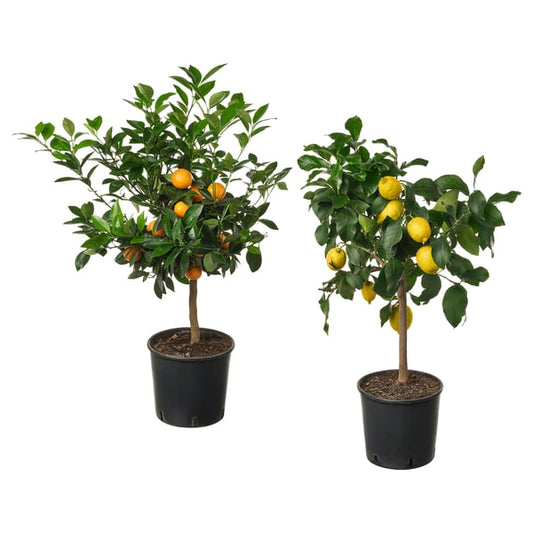 CITRUS potted plant, assorted