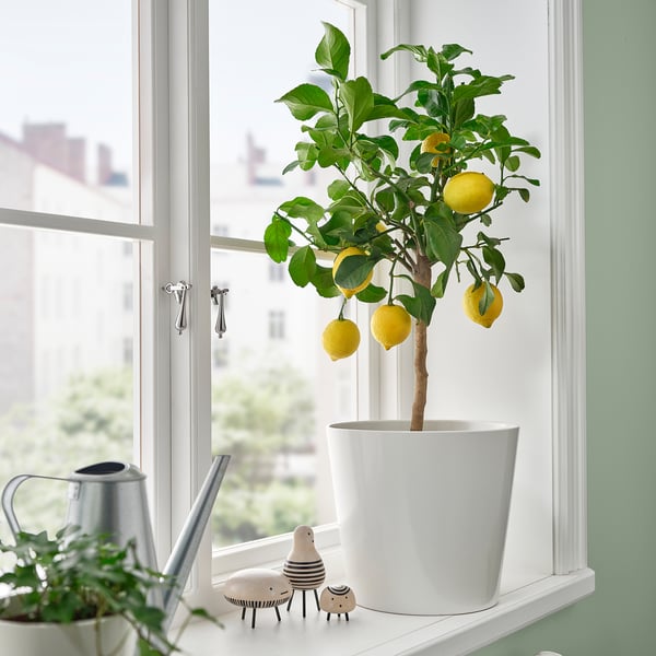 CITRUS potted plant, assorted