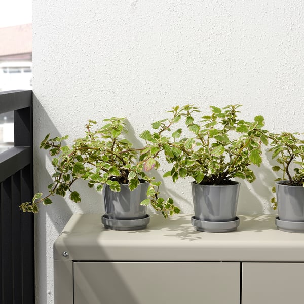 CITRUSFRUKT FLOWERPOT, with saucer, for in / outdoor gray,9 cm