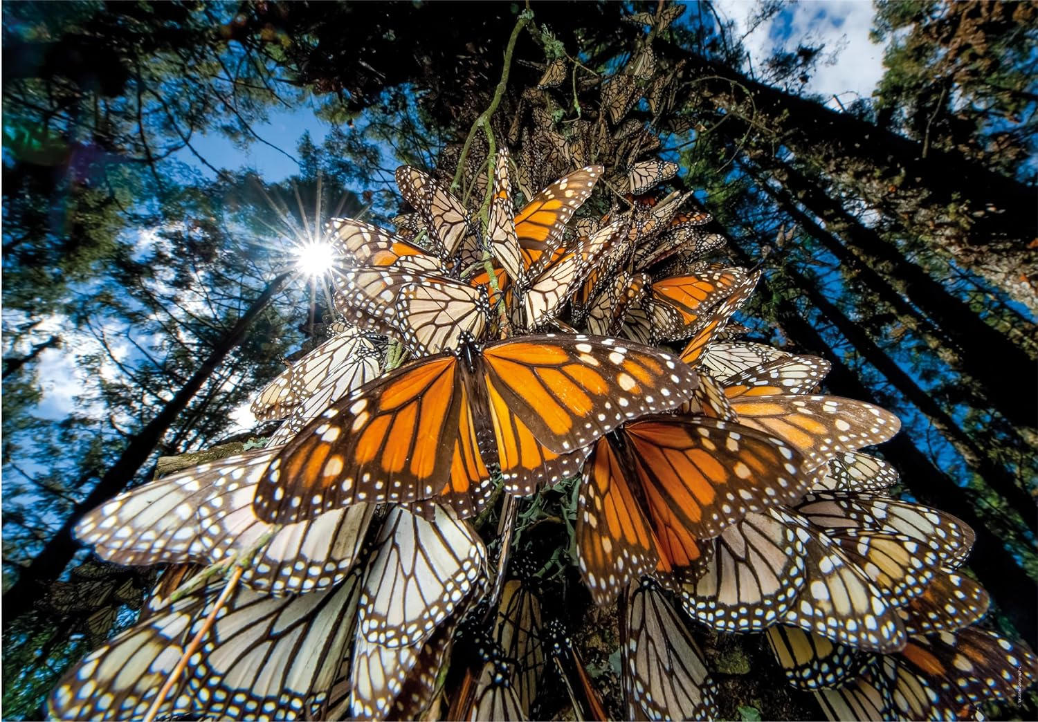 1000 Piece Puzzle - Nat Geo: Monarch Butterfly