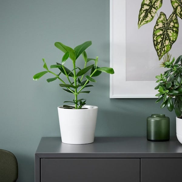 Ikea CLUSIA - Potted plant, Clusia, 12 cm