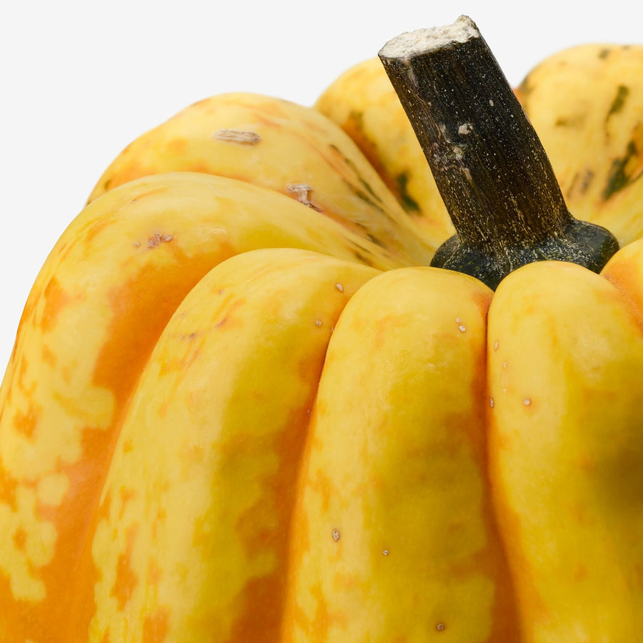 CUCURBITA decoration pumpkin, assorted, 12 cm