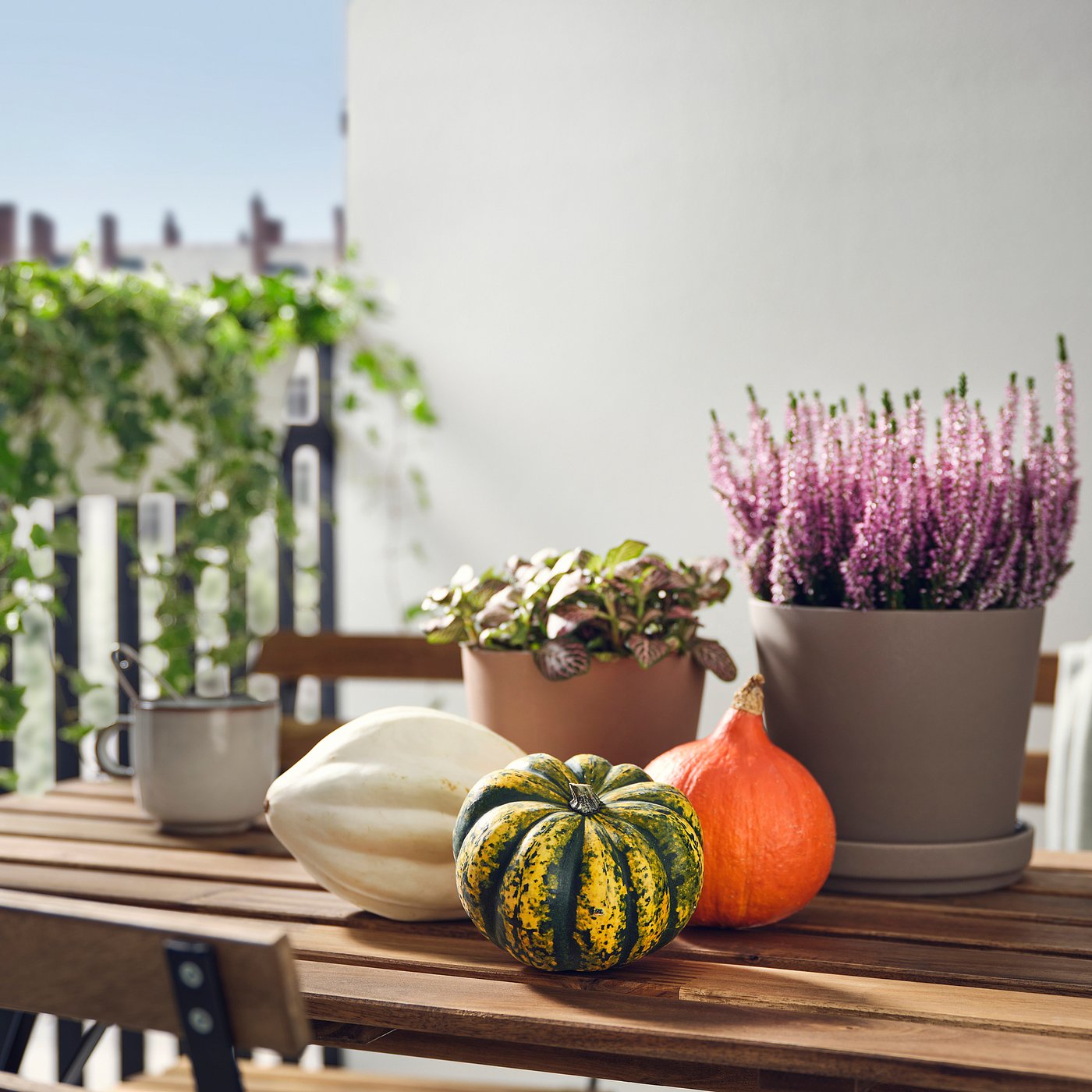 CUCURBITA decoration pumpkin, assorted, 12 cm