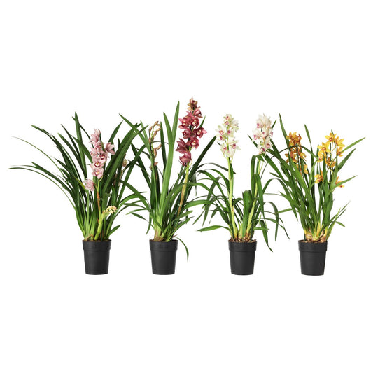 CYMBIDIUM potted plant, Orchid assorted colours, 12 cm
