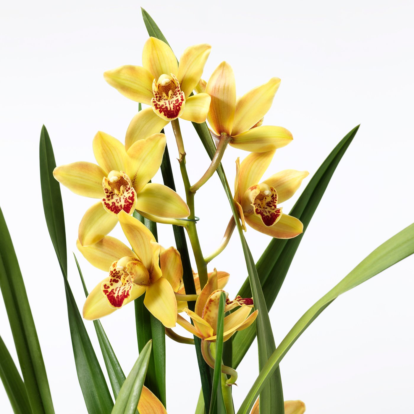 CYMBIDIUM potted plant, Orchid assorted colours, 12 cm