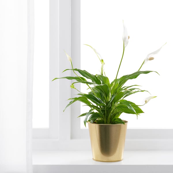 DAIDAI plant pot, brass-colour, 12 cm