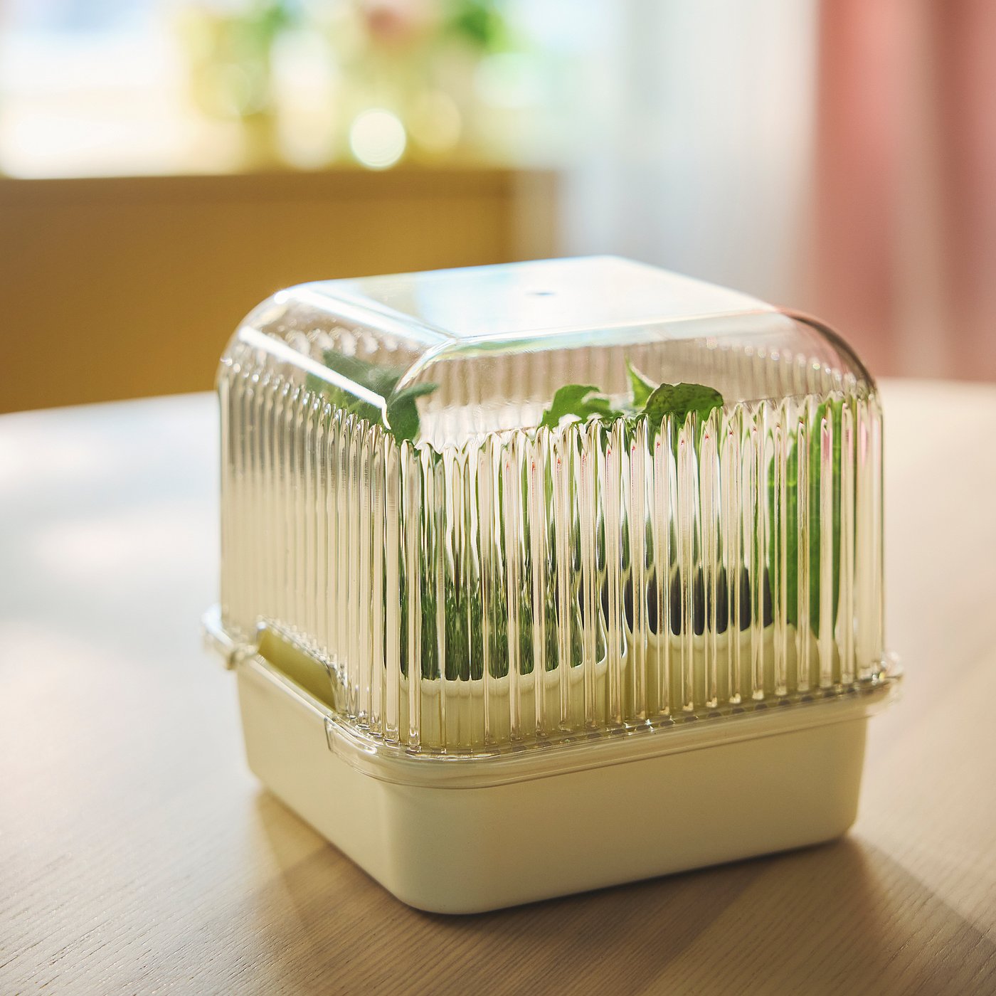 DOFTRIPS growing set, transparent/off-white, 16x14.5x16 cm