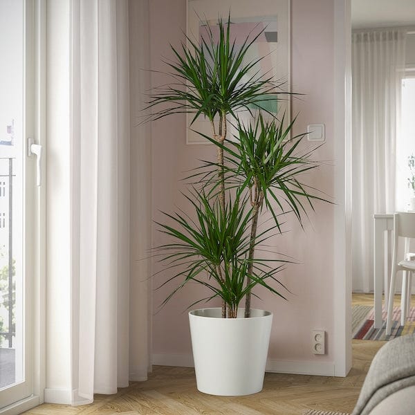 Ikea DRACAENA MARGINATA - Potted plant, Dragon tree/4-stem, 27 cm