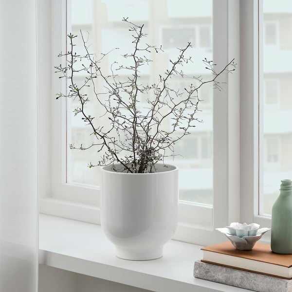 DRÖMSK plant pot, white, 15 cm