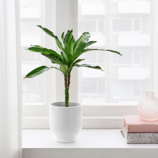 DRÖMSK - DRÖMSK Plant pot, white, 9 cm