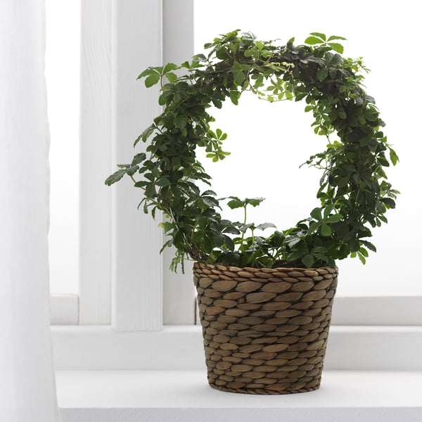 DRUVFLÄDER plant pot, water hyacinth/grey, 12 cm